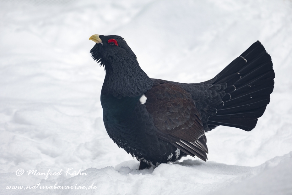 Auerhuhn ()_0056