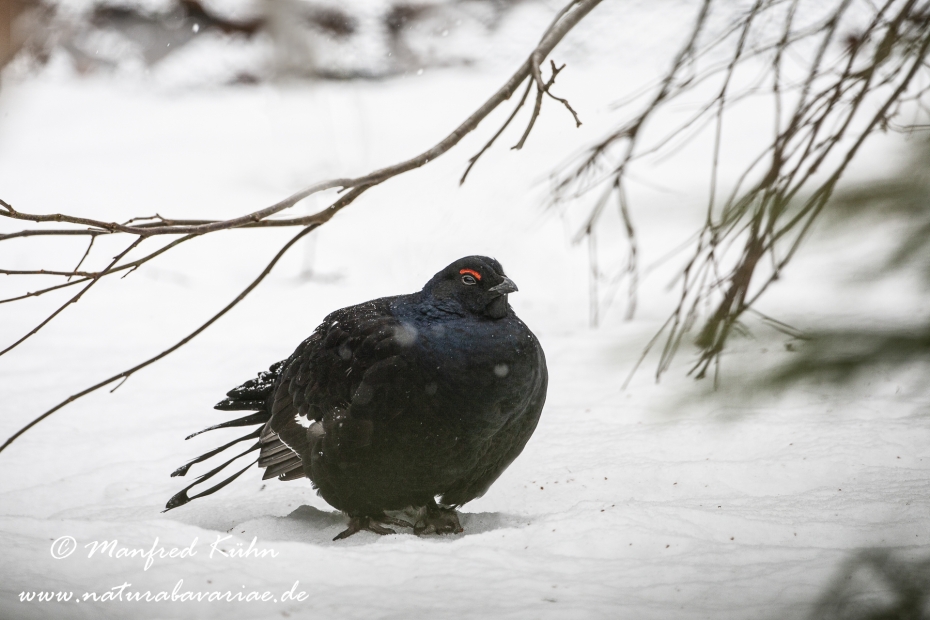 Birkhuhn ()_0003