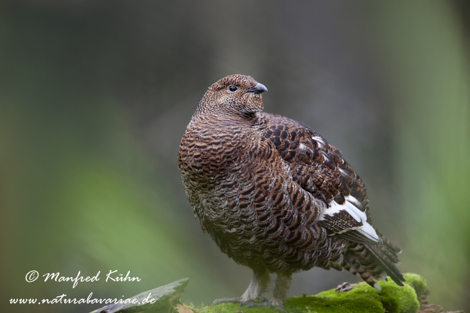 Birkhuhn ()_0027