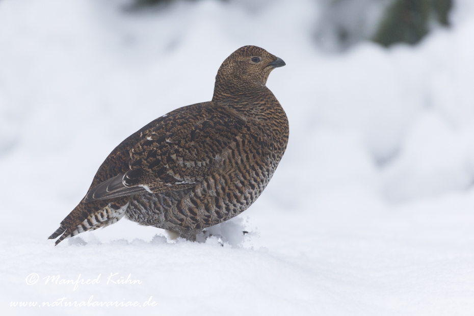 Birkhuhn ()_0032