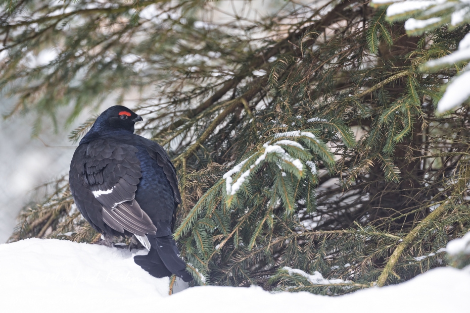 Birkhuhn ()_0036