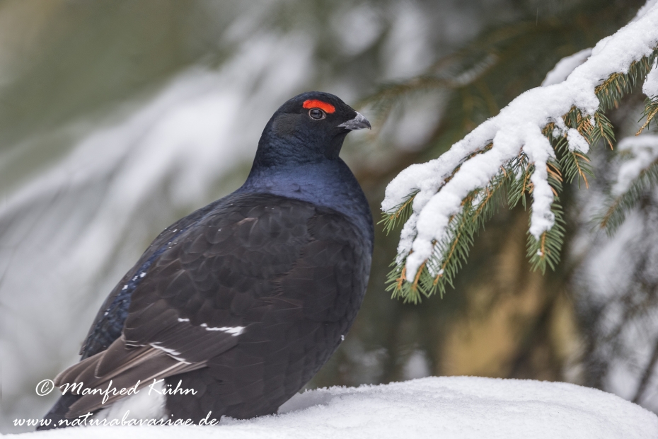 Birkhuhn ()_0073