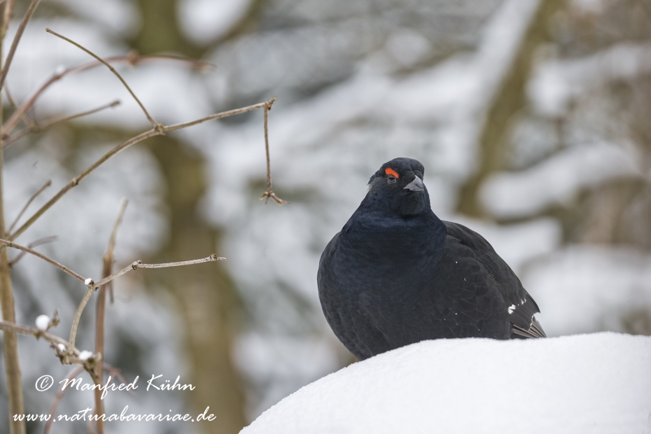 Birkhuhn ()_0079