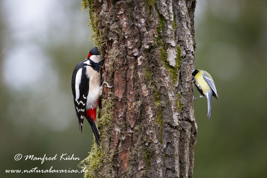 Buntspecht ()_0087