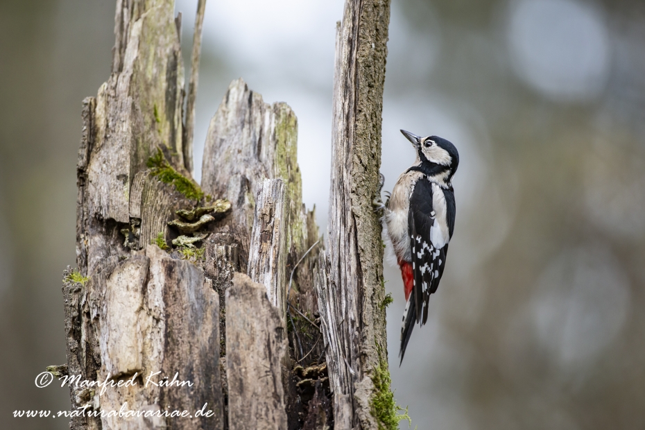Buntspecht ()_0103