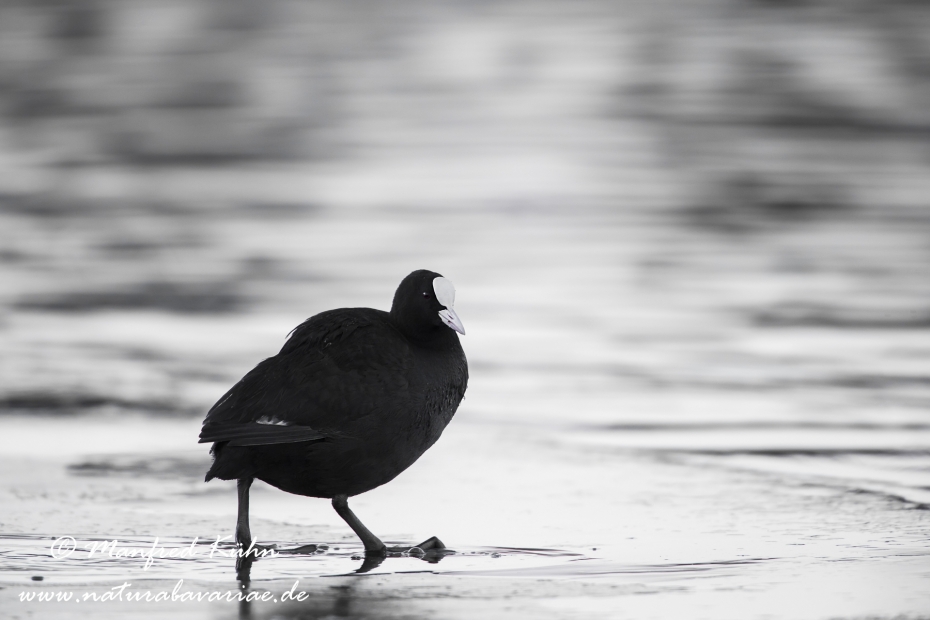 Bläßhuhn ()_0096