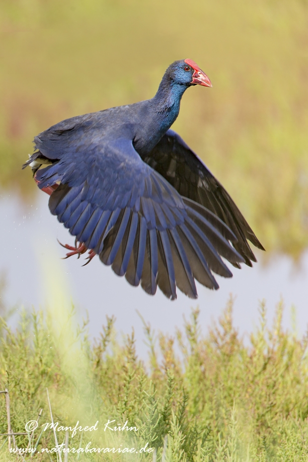 Purpurhuhn ()_0038