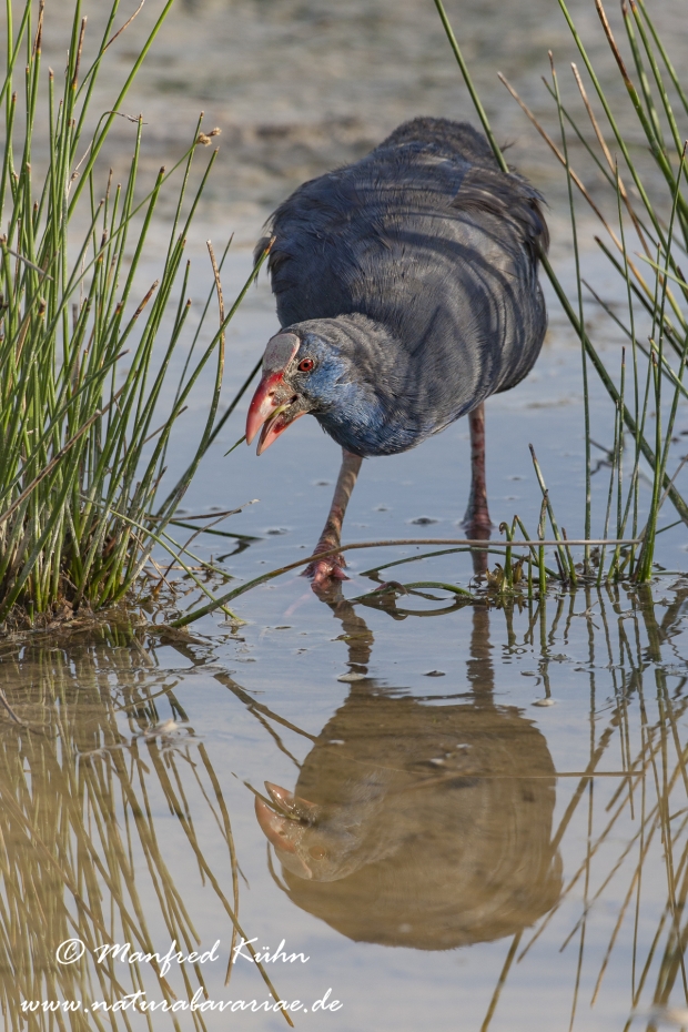 Purpurhuhn_0081