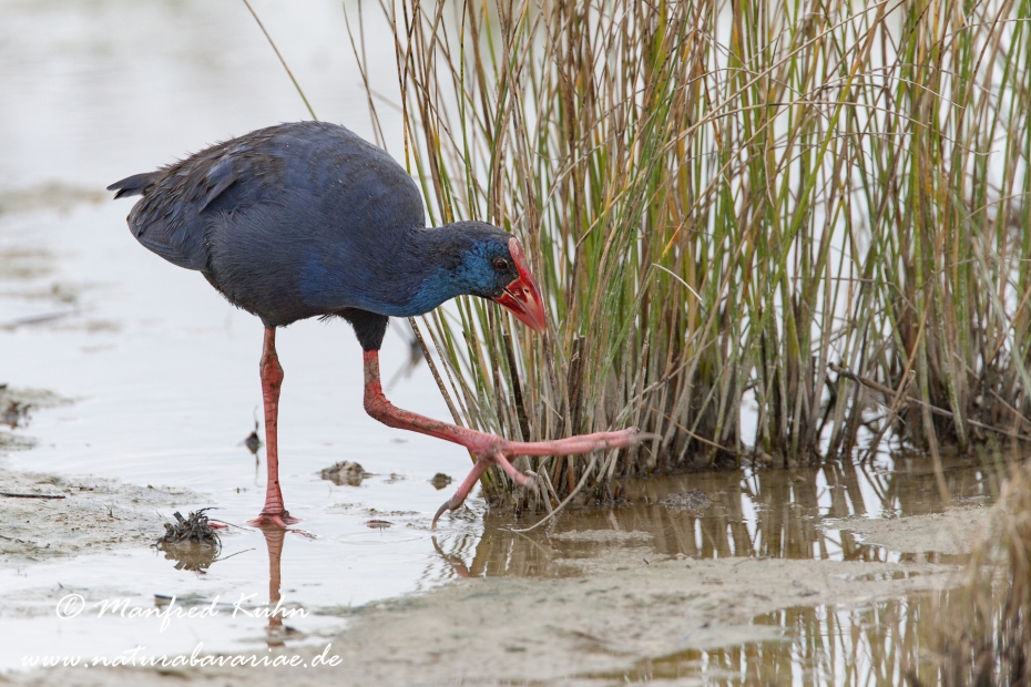 Purpurhuhn_0095
