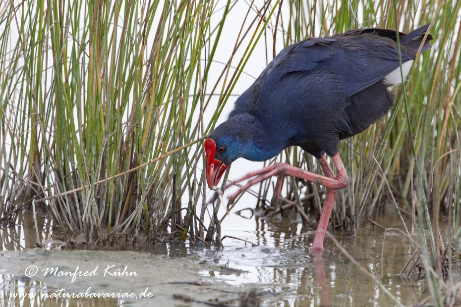 Purpurhuhn_0100