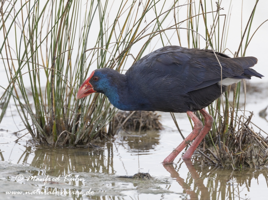 Purpurhuhn_0106