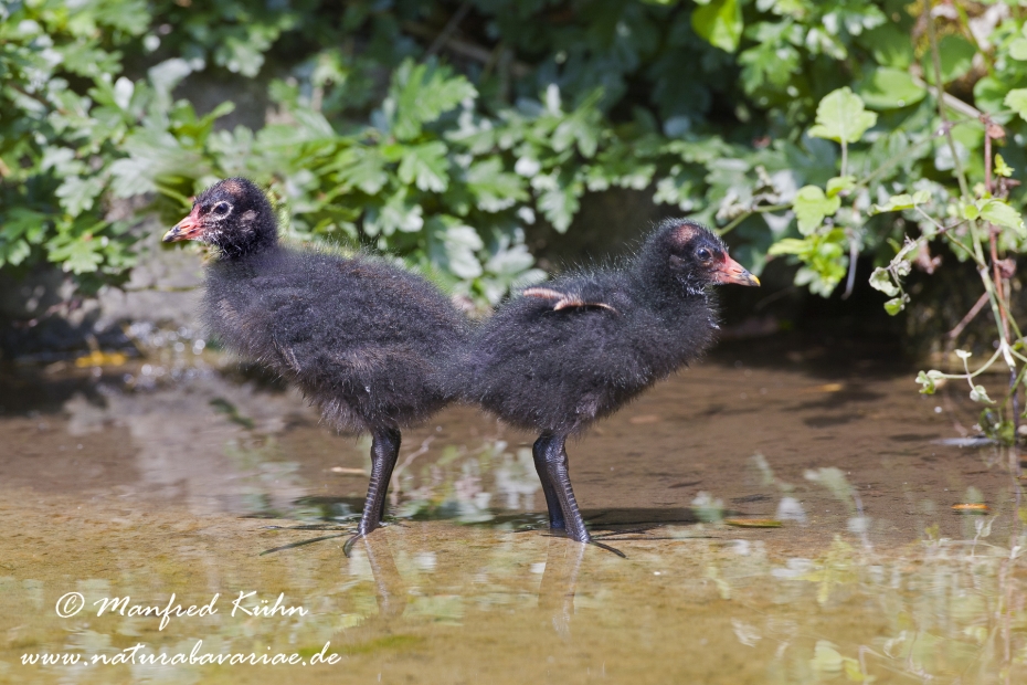 Teichhuhn ()_0004