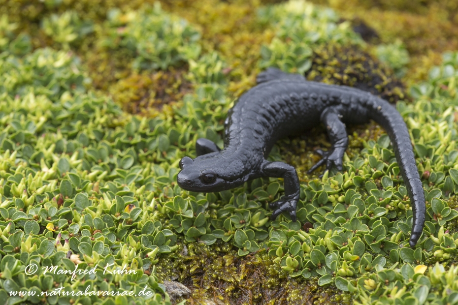 Alpensalamander ()_0003