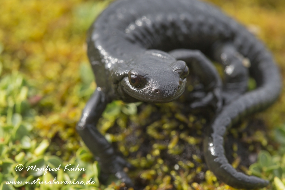 Alpensalamander ()_0005
