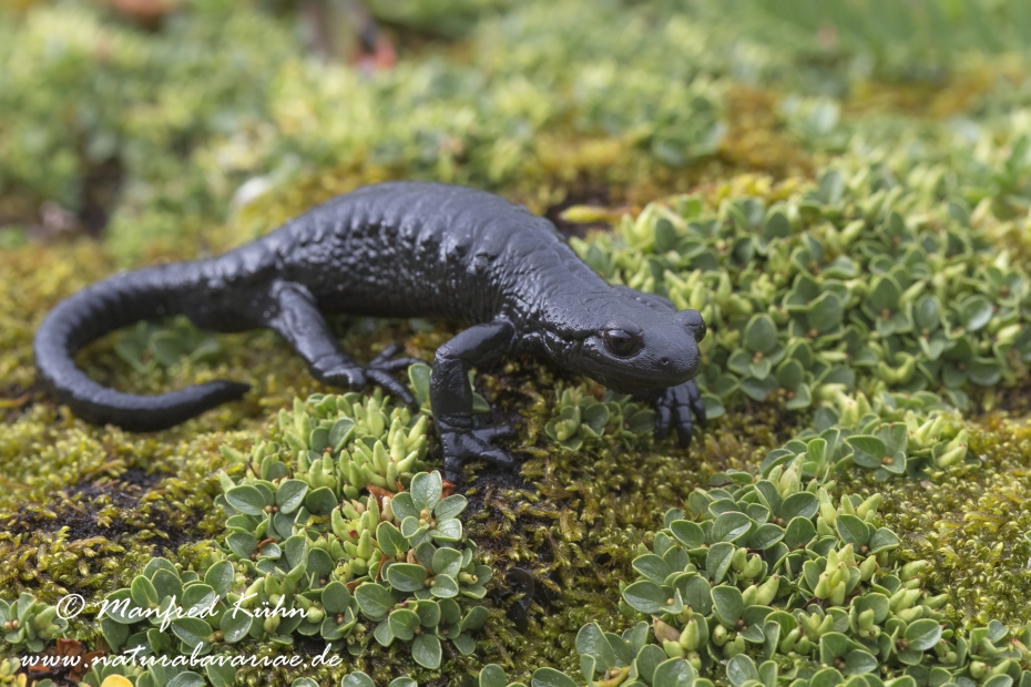 Alpensalamander ()_0007