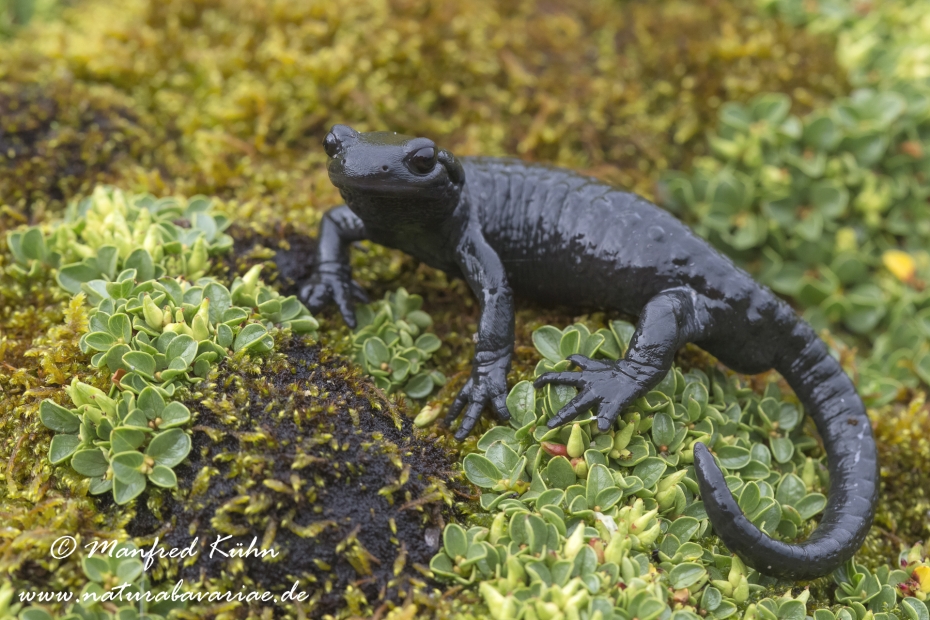 Alpensalamander ()_0010