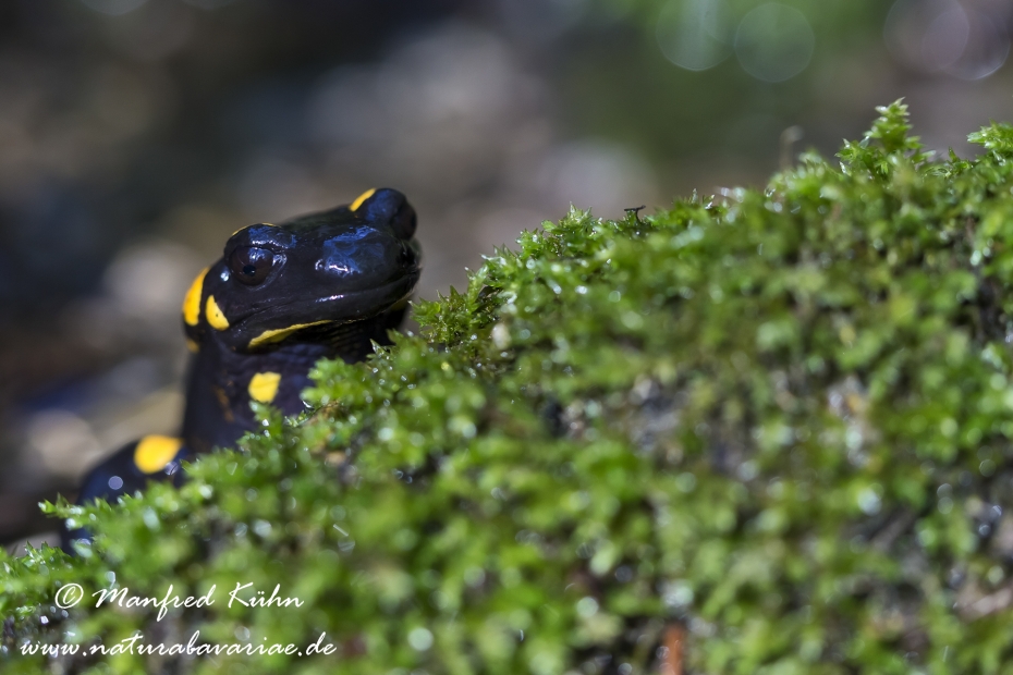 Feuersalamander ()_0005