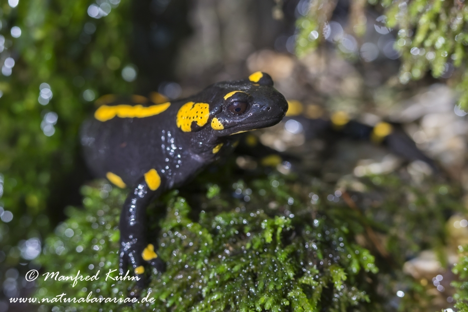 Feuersalamander ()_0010