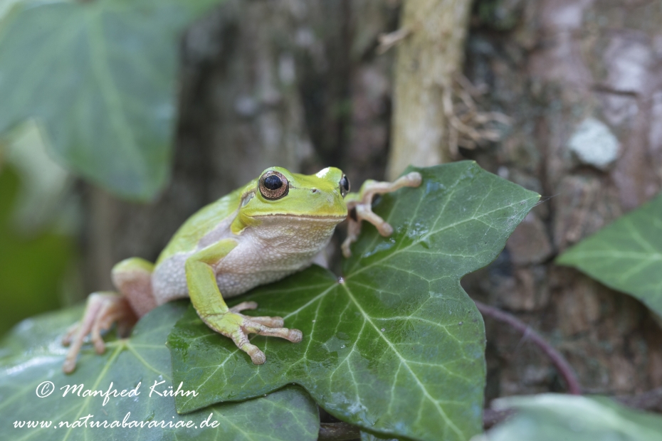 Laubfrosch (Italienischer)_0001