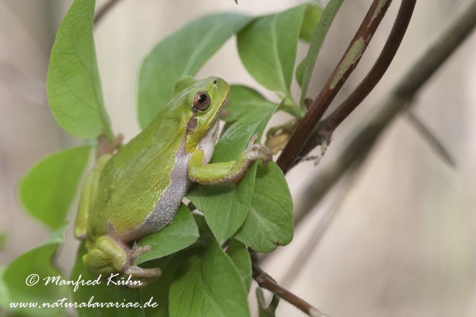 Laubfrosch (Italienischer)_0003