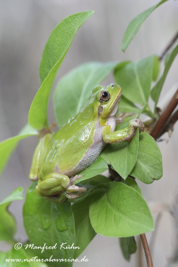 Laubfrosch (Italienischer)_0004
