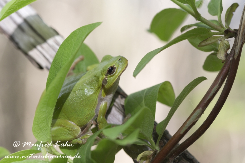 Laubfrosch (Italienischer)_0006