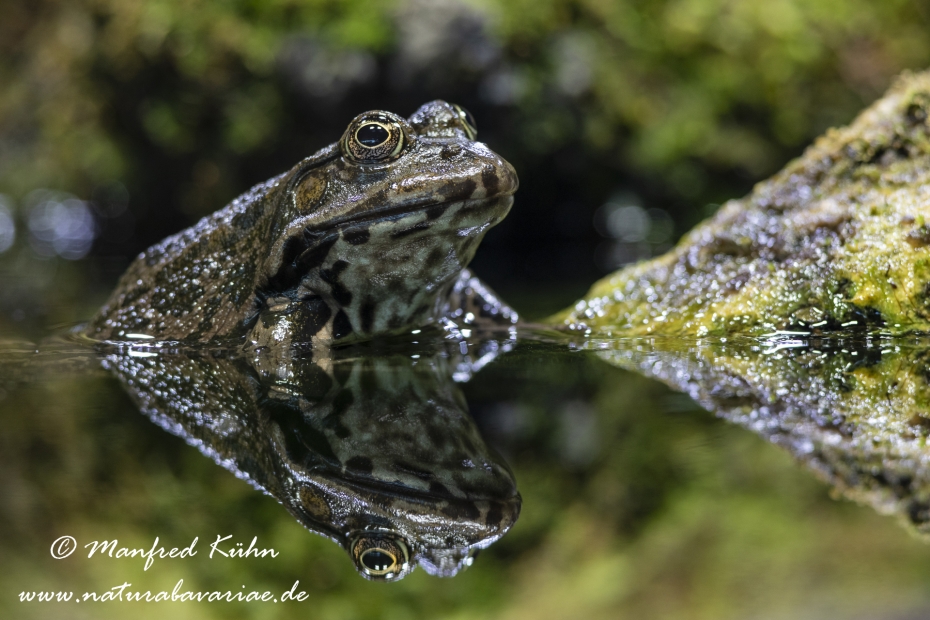 Seefrosch ()_0046