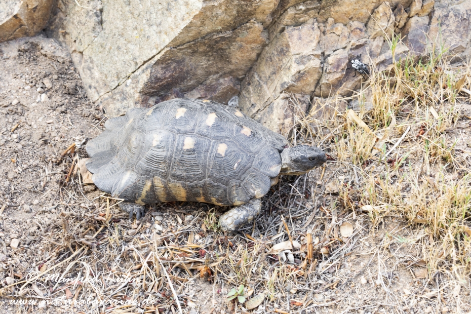 Breitrandschildkröte ()_0001
