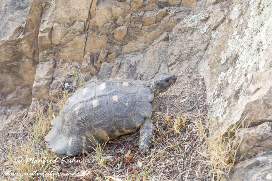 Breitrandschildkröte ()_0004