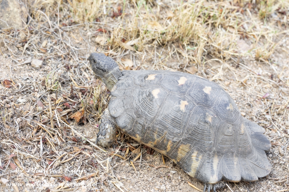 Breitrandschildkröte ()_0005