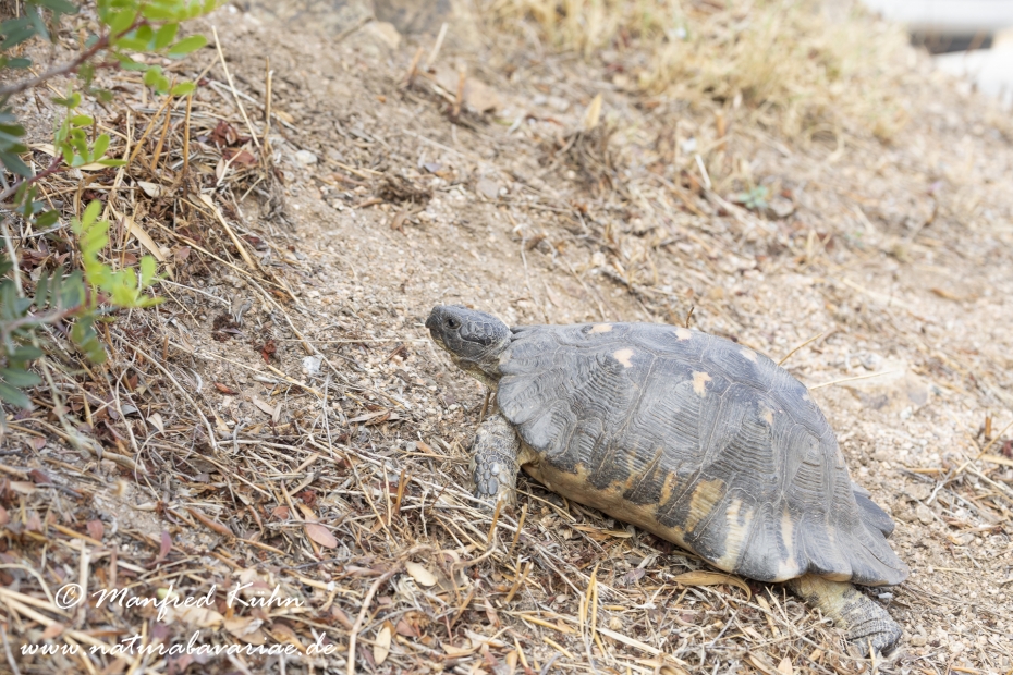 Breitrandschildkröte ()_0007