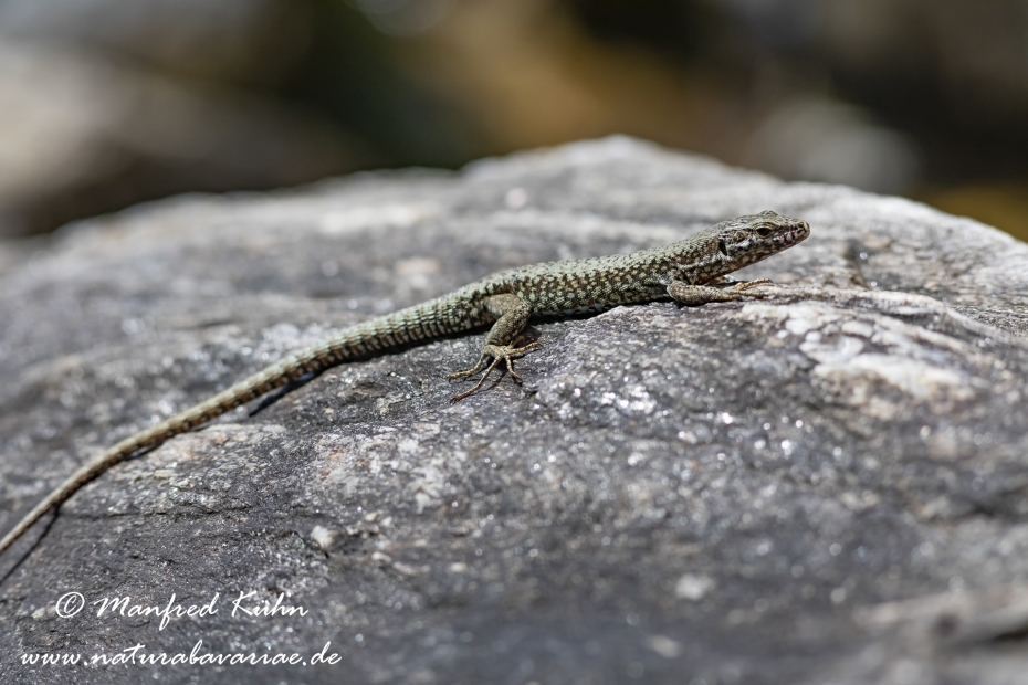 Bergeidechse ()_0010