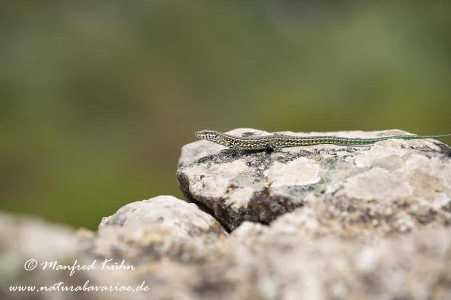 Mauereidechse (Thyrrenische)_0026