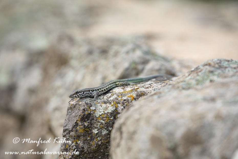 Mauereidechse (Thyrrenische)_0027