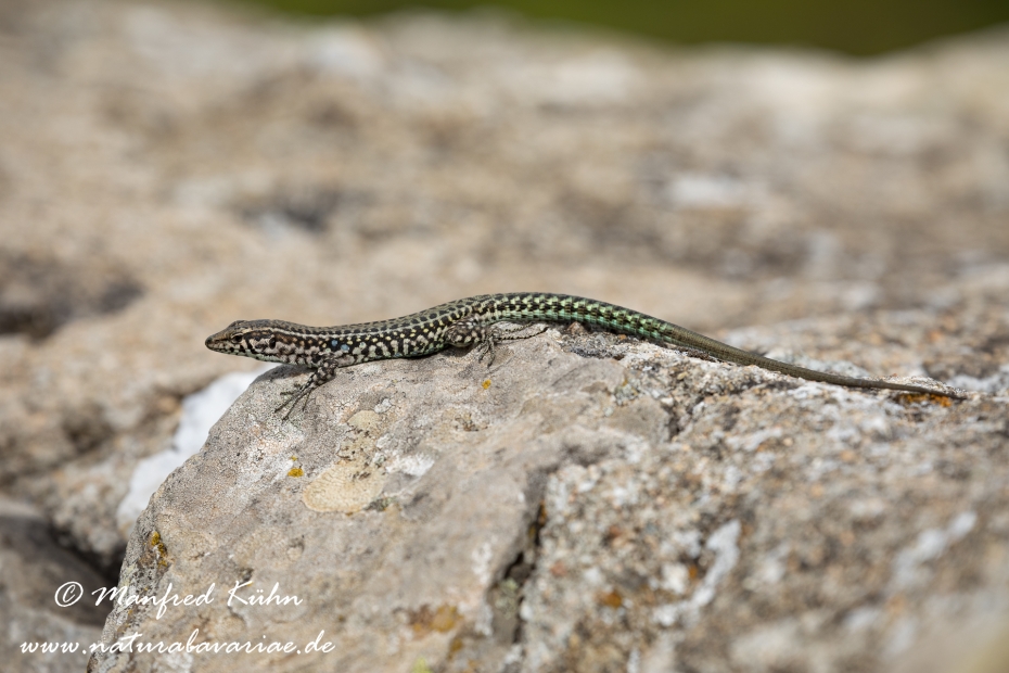 Mauereidechse (Thyrrenische)_0031