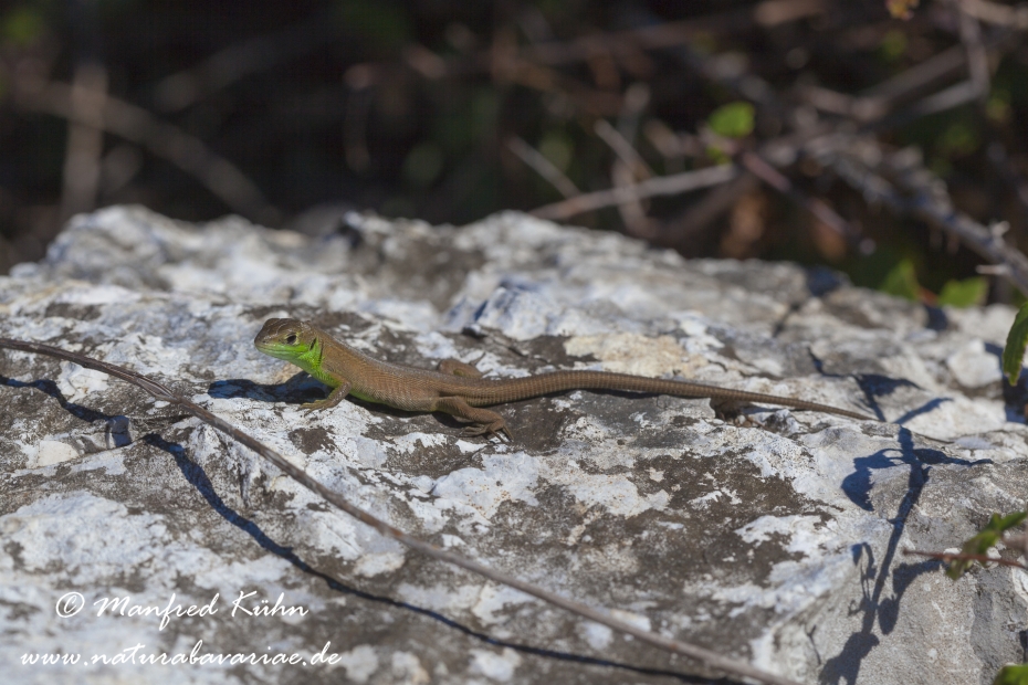 Smaragdeidechse (Westliche)_0014