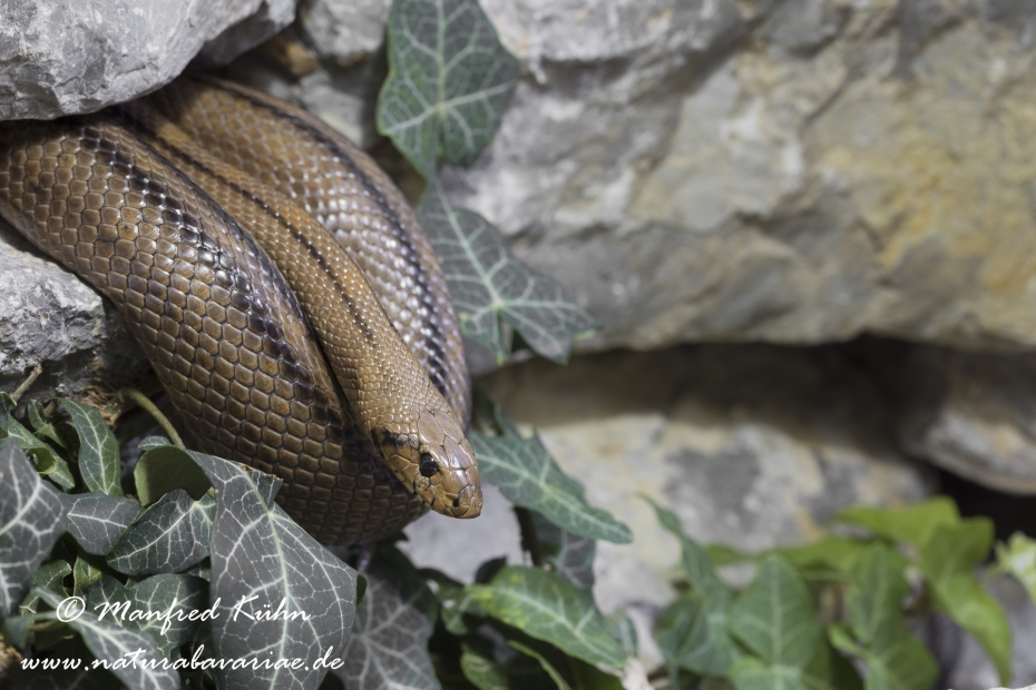 Treppennatter ()_0009
