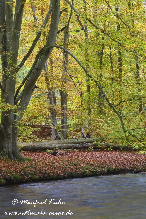Herbst (am Wasser)_0016