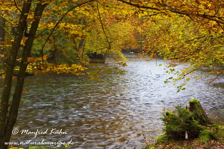 Herbst (am Wasser)_0017
