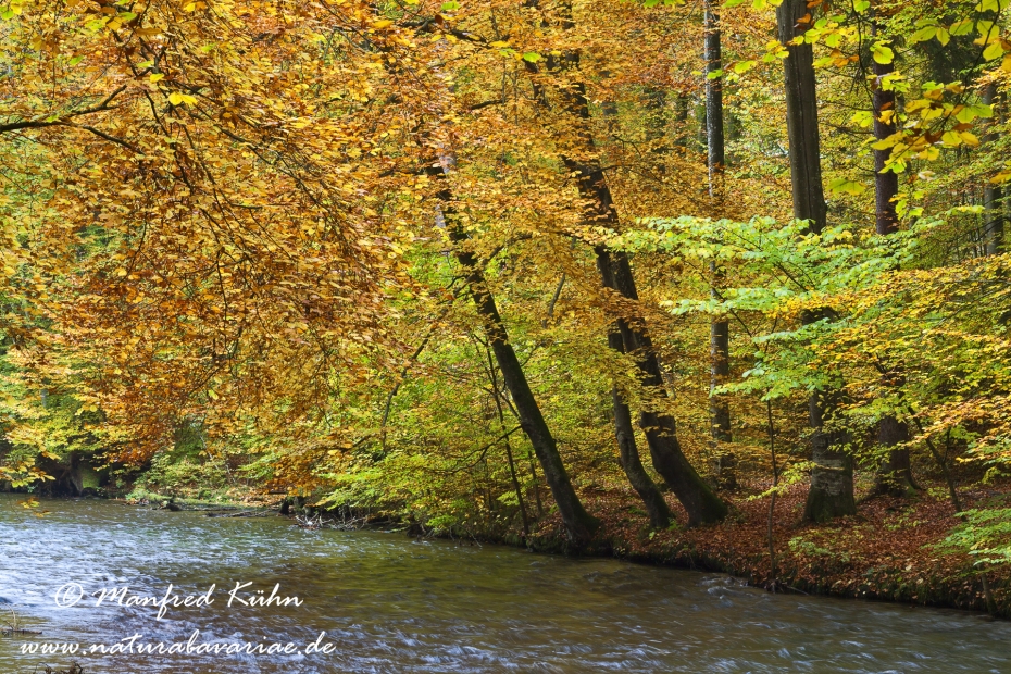 Herbst (am Wasser)_0023