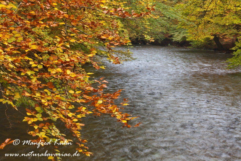 Herbst (am Wasser)_0030