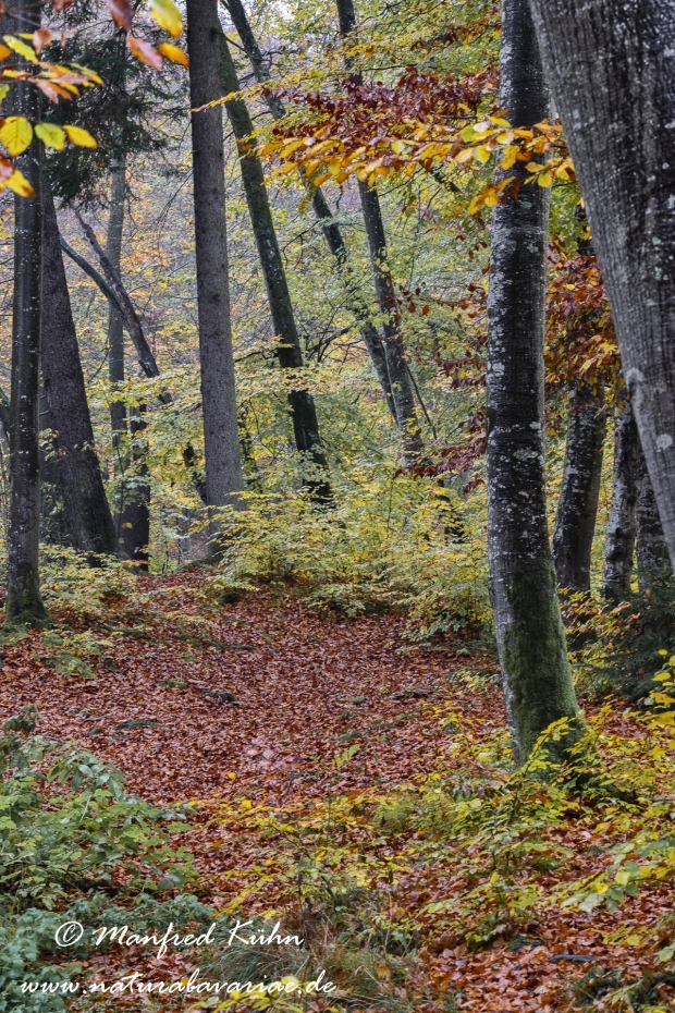Herbst (Baeume)_0012