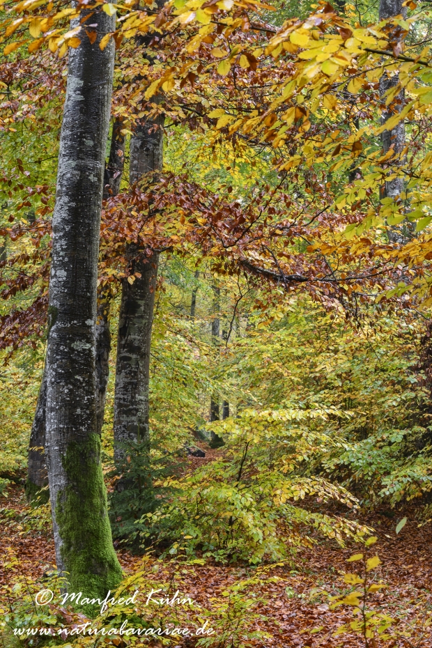 Herbst (Baeume)_0013