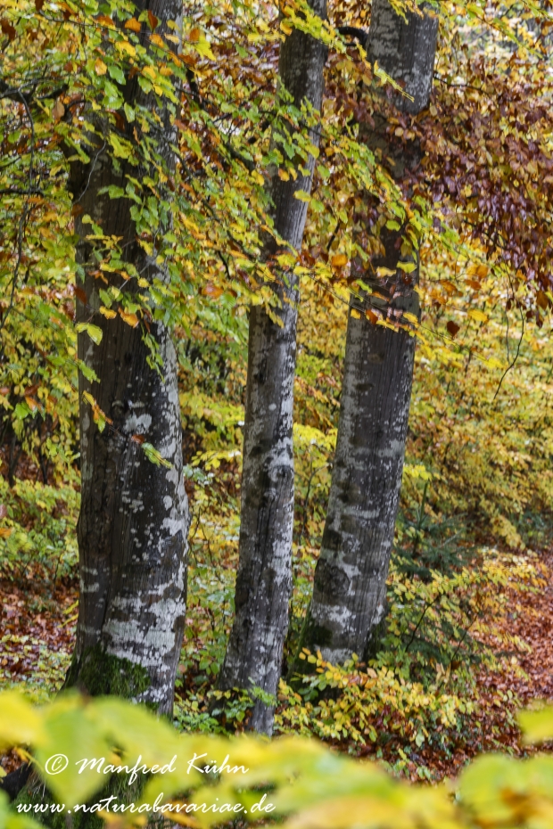Herbst (Baeume)_0021