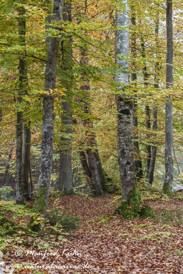 Herbst (Baeume)_0033
