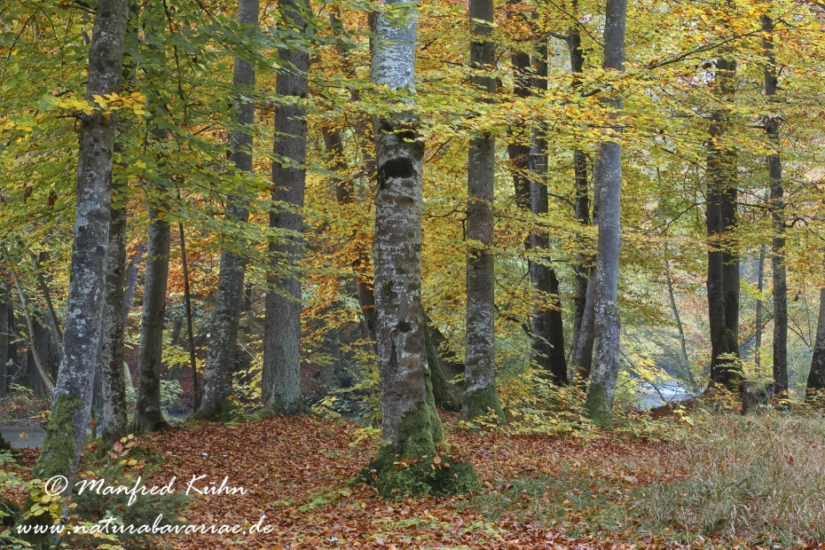 Herbst (Baeume)_0034