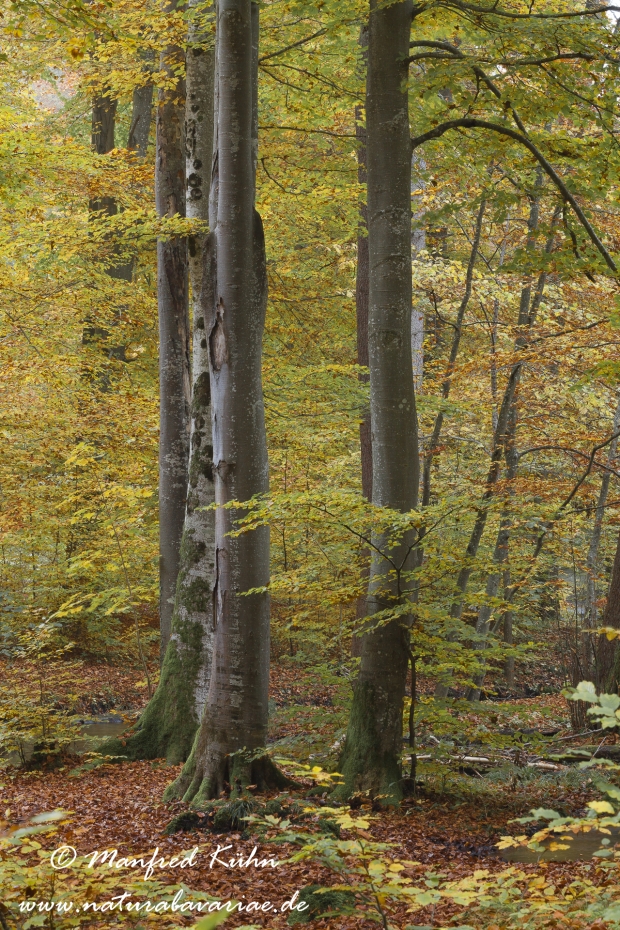 Herbst (Baeume)_0038