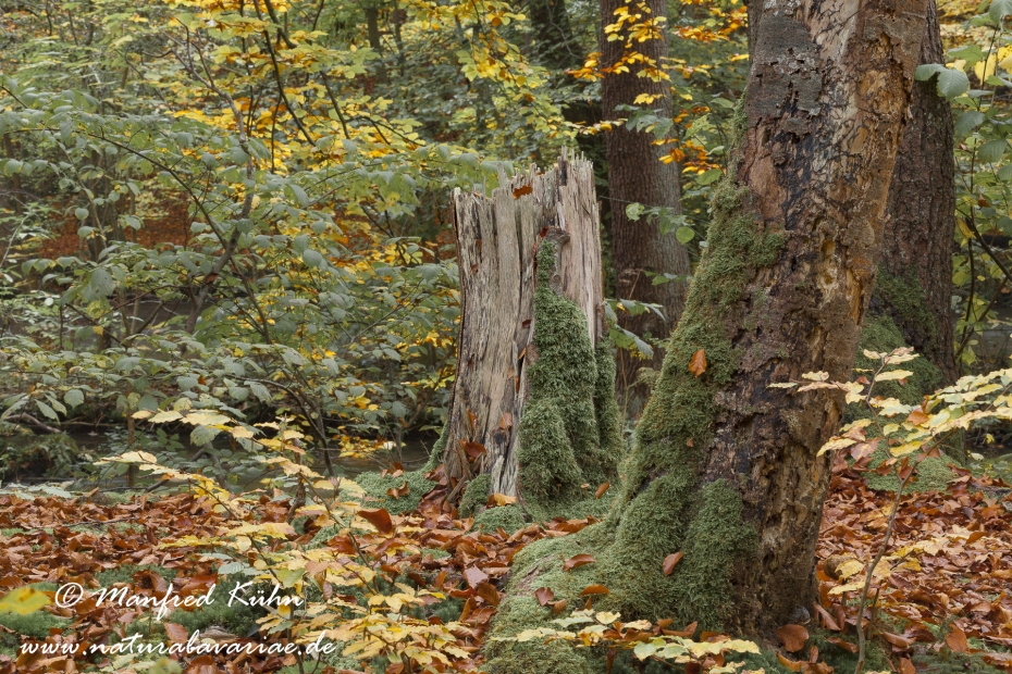 Herbst (Baeume)_0039