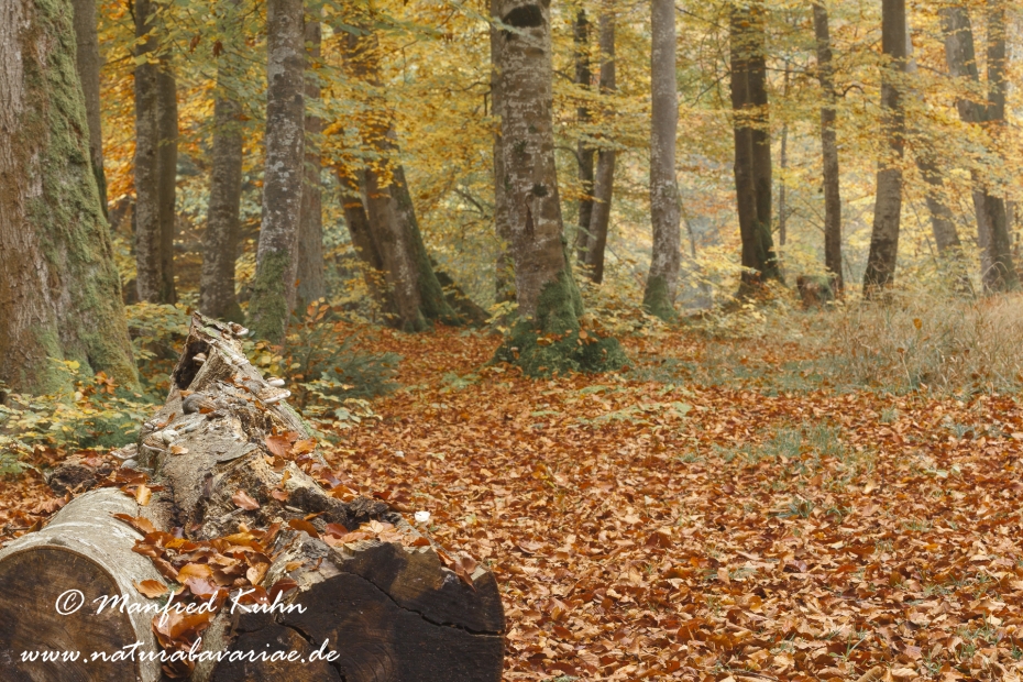 Herbst (Baeume)_0040
