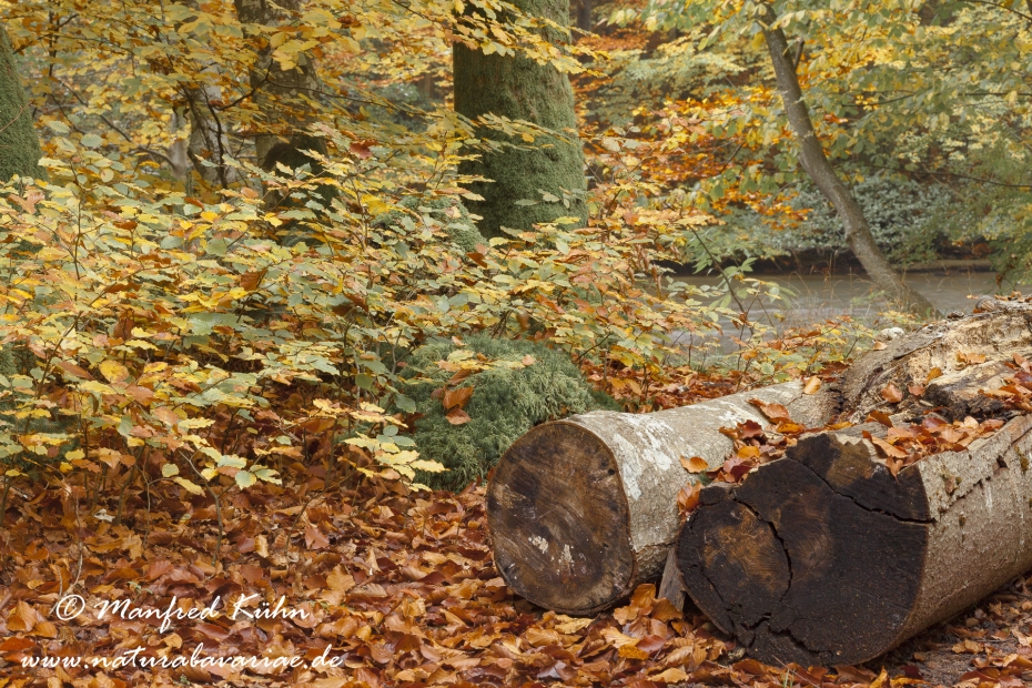 Herbst (Baeume)_0044